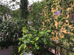 IMG_1520